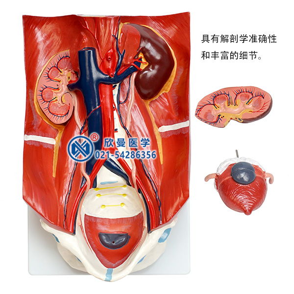 泌尿系统模型分解为3部件