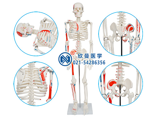 人体骨骼附半边肌肉着色模型