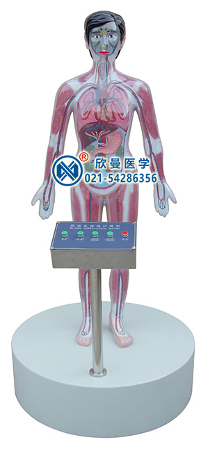 微电脑吸毒血液演示模型,吸毒演示模拟人