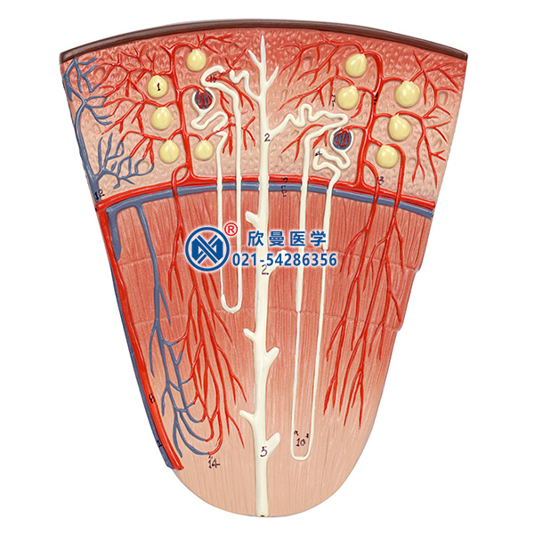 肾单位模型