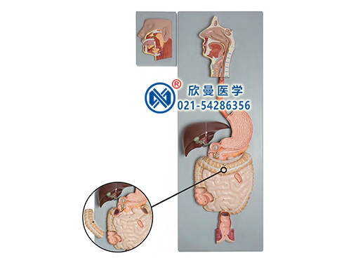 消化系统附腮腺模型