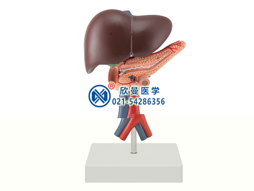 肝胰十二指肠模型