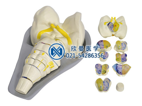 脑干横切面模型