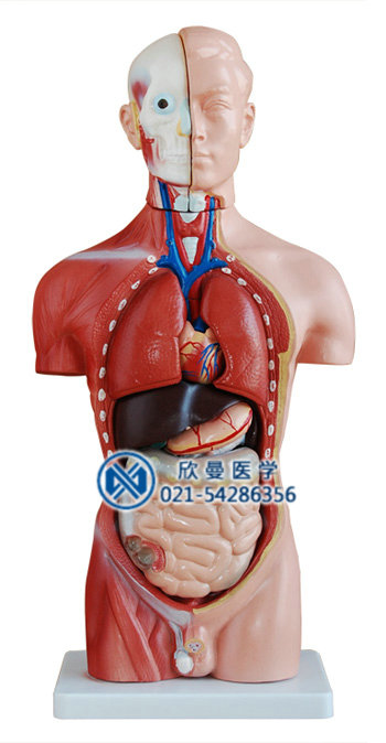 男性头、颈、躯干模型整体结构