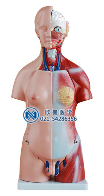 两性人体头、颈、躯干模型整体结构