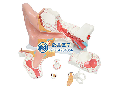 耳(外、中、内)解剖放大模型