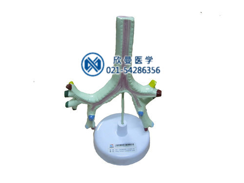 气管、支气管及肺段支气管模型