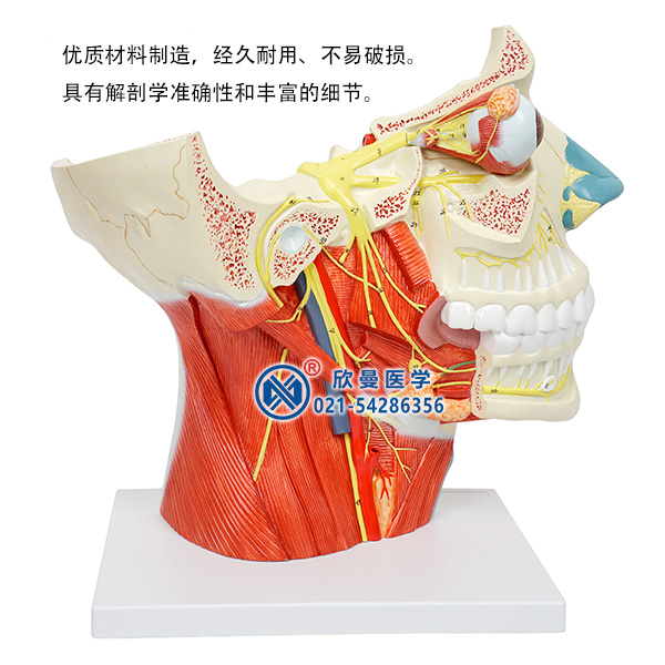 十二对脑神经模型