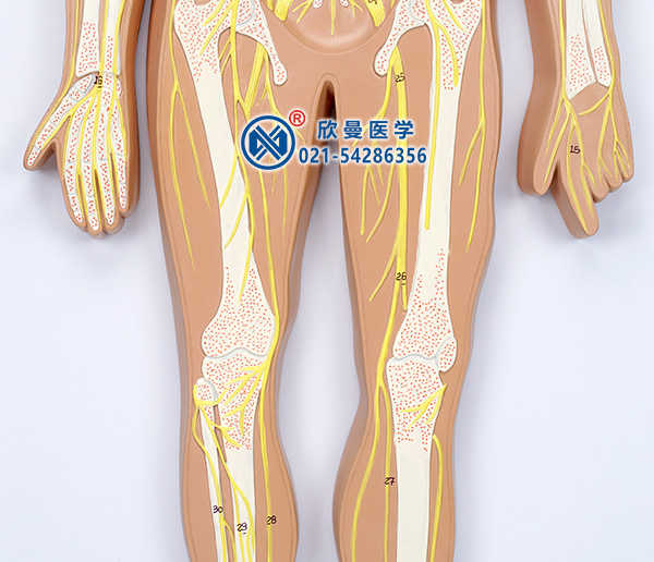 人体神经系统模型(下半身神经分布)