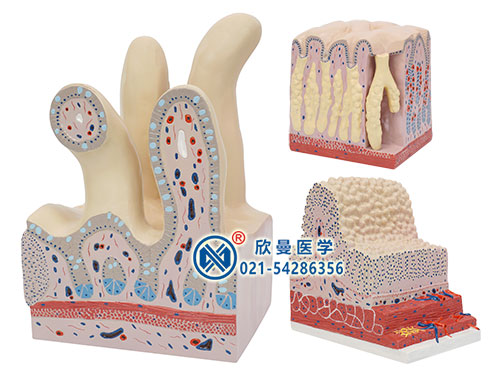 消化管道构造模型,胃肠光镜模型