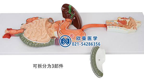 消化系统模型整体构造