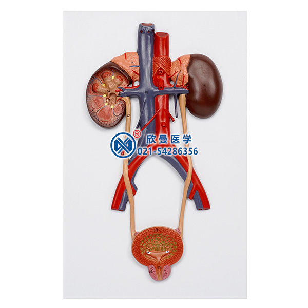 泌尿系统模型