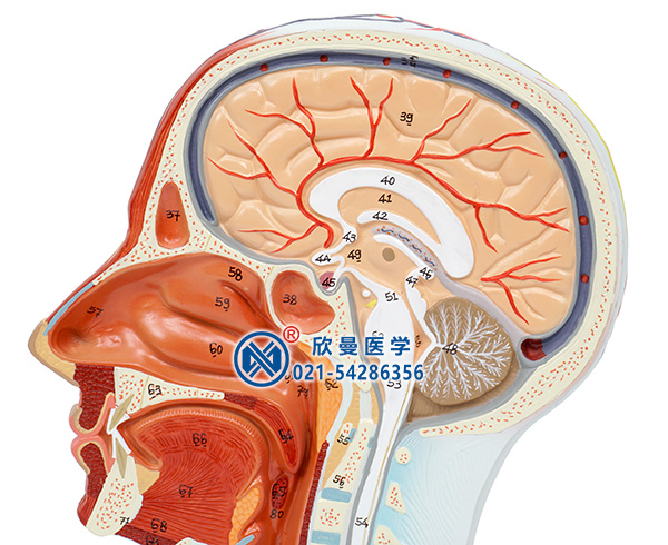 头部正中矢状切面附血管神经模型(面部)