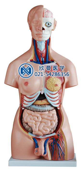 人体半身躯干模型整体结构