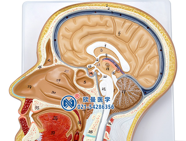 头部正中矢状切面模型头部细节
