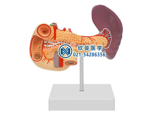 胰、十二指肠和脾模型