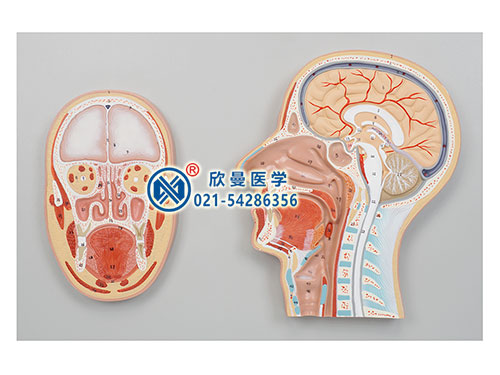 头中部和前部断层面模型