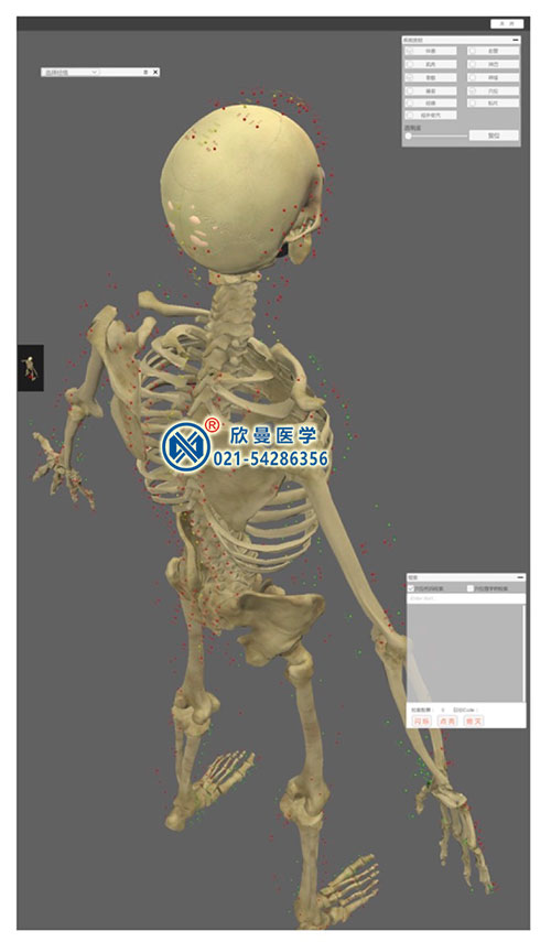 3D版多点触控中医经络腧穴解剖教学系统平台