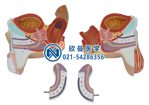男性生殖器官模型分解为4部件