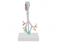 喉与气管、支气管树模型（3部件）