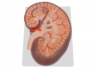 肾脏剖面放大模型（放大3倍）