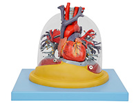心脏与透明肺、气管、支气管树模型