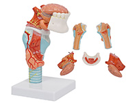 喉附舌、牙模型