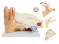 耳解剖放大模型（放大3倍，6部件）