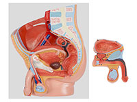 男性盆腔矢状切面模型（2部件）
