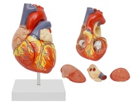 心脏解剖放大模型（放大2倍，4部件）
