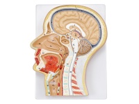 头部、颈部局解模型