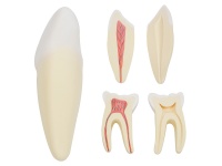 人体牙齿解剖放大模型（切牙、尖牙、磨牙模型）