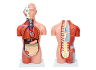 无性人体躯干模型18件42CM