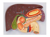 肝、胆、胰、十二指肠、胃切面模型