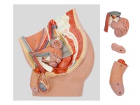 男性盆腔矢状切模型（4部件，带数字标识）