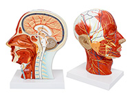 头部正中矢状切面附血管神经模型