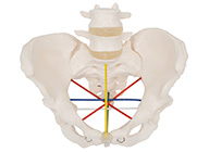 女性骨盆测量示教模型