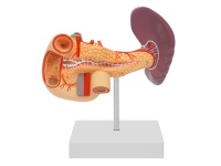 胰、十二指肠和脾模型