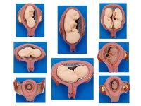 胎儿妊娠发育过程模型