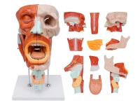 鼻、口、咽、喉腔分解模型