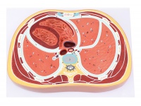 胸腔横断模型