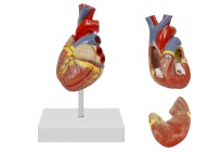 心脏解剖模型（自然大，2部件）