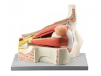 眼球与眼眶放大模型（放大5倍，11部件）