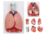 喉、心、肺解剖模型（呼吸系统模型）