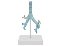 气管、支气管及肺段支气管模型