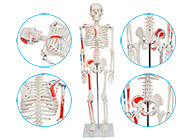 人体骨骼附半边肌肉着色模型85CM