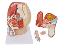男性盆腔矢状切面模型（4部件）